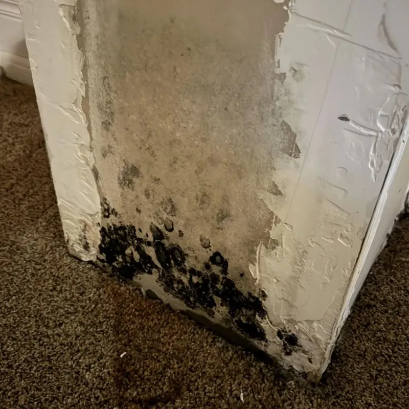 Professional Mold Removal in Llano County, TX